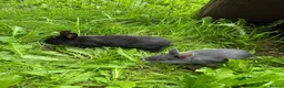 Netherland Dwarf rabbits for sale: Beautiful Netherland Dwarf babies. Ready to go now - Advert 4