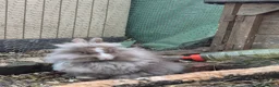Lionhead rabbits for sale: Double Mane Lionhead Bunnies  - Advert 2