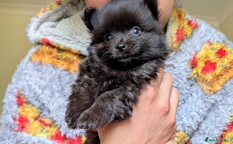 Pomeranian dogs - Advert 1