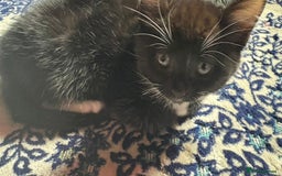 Mixed Breed cats for sale: Kittens for sale — £50 each - Image 8