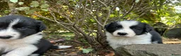 Border Collie dogs for sale: 2 border collie Pups- Ready to go now! - Advert 12