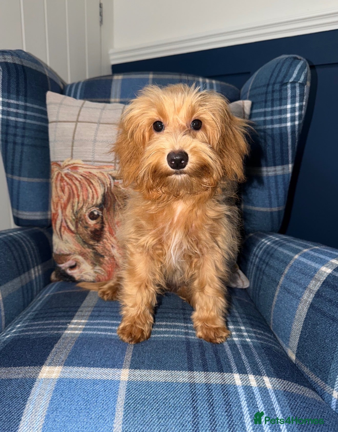 Shihpoo dogs 🩷Beautiful Shihpoo Puppies READY NOW 🧡 - Advert 1