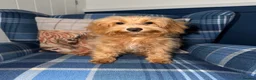 Shihpoo dogs for sale: 🩷Beautiful Shihpoo Puppies READY NOW 🧡 - Advert 4