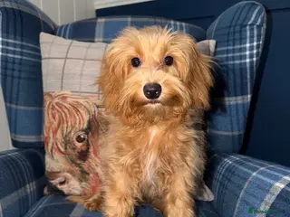 Shihpoo dogs 🩷Beautiful Shihpoo Puppies READY NOW 🧡 - Advert 2