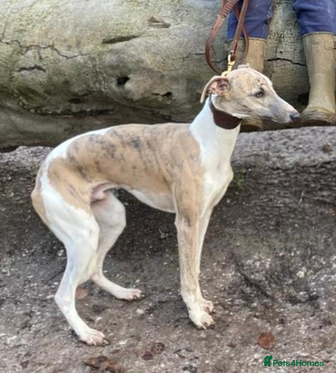 Whippet dogs for sale: Stunning KC Whippet Girl for Sale - Advert 5