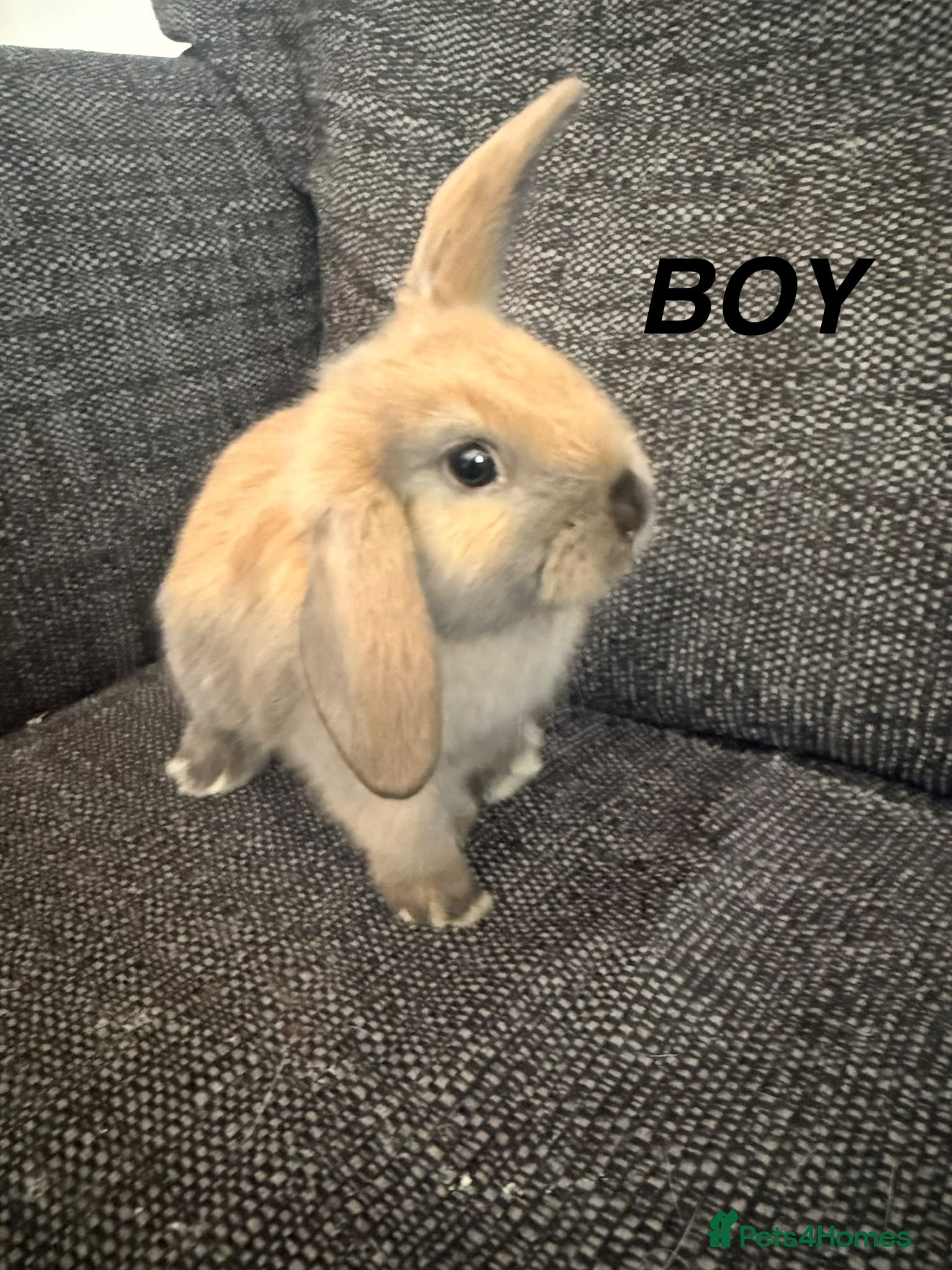 Mixed Breed rabbits 2 Boy Bunnies for sale 💙 - Advert 2