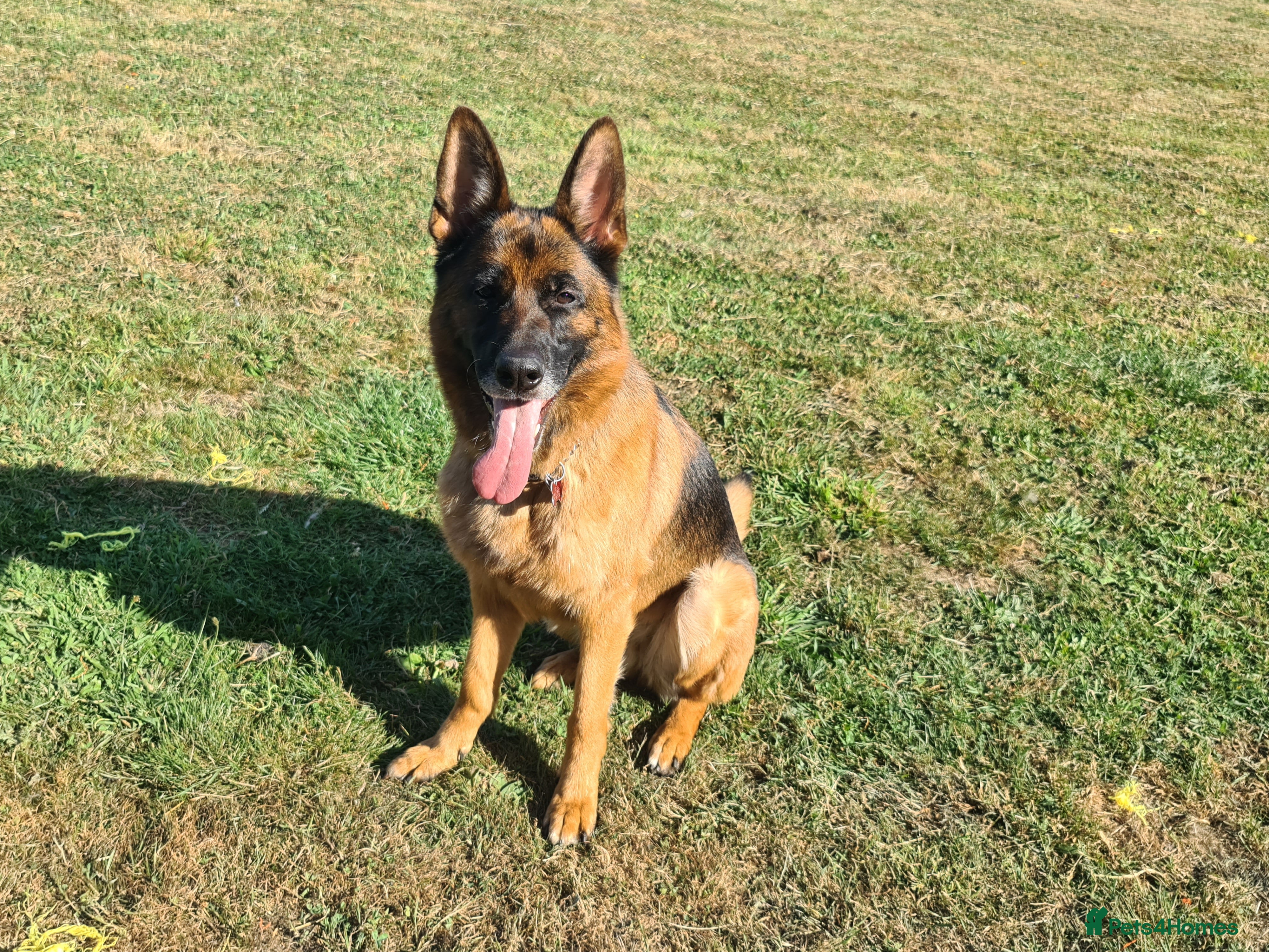 German Shepherd dogs German Shepherd  - Advert 18