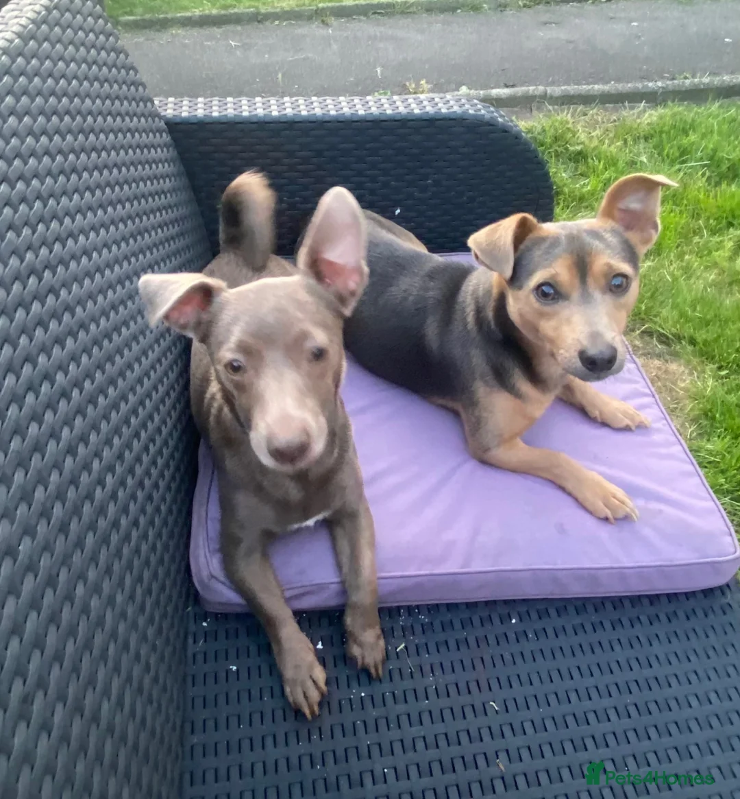 Jack Russell dogs for sale: Little blue boy  - Advert 1
