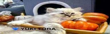 YUKI TORA