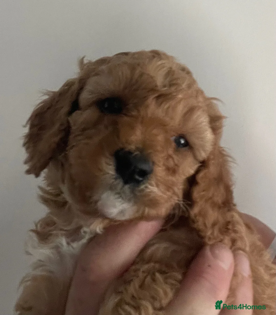 Cavapoo dogs for sale: 6 Beautiful fluffy apricot Cavapoo - Advert 1