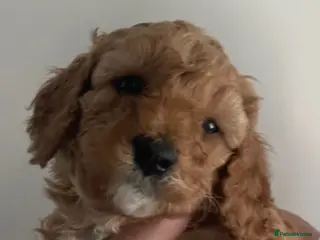 Cavapoo dogs 6 Beautiful fluffy apricot Cavapoo - Advert 3
