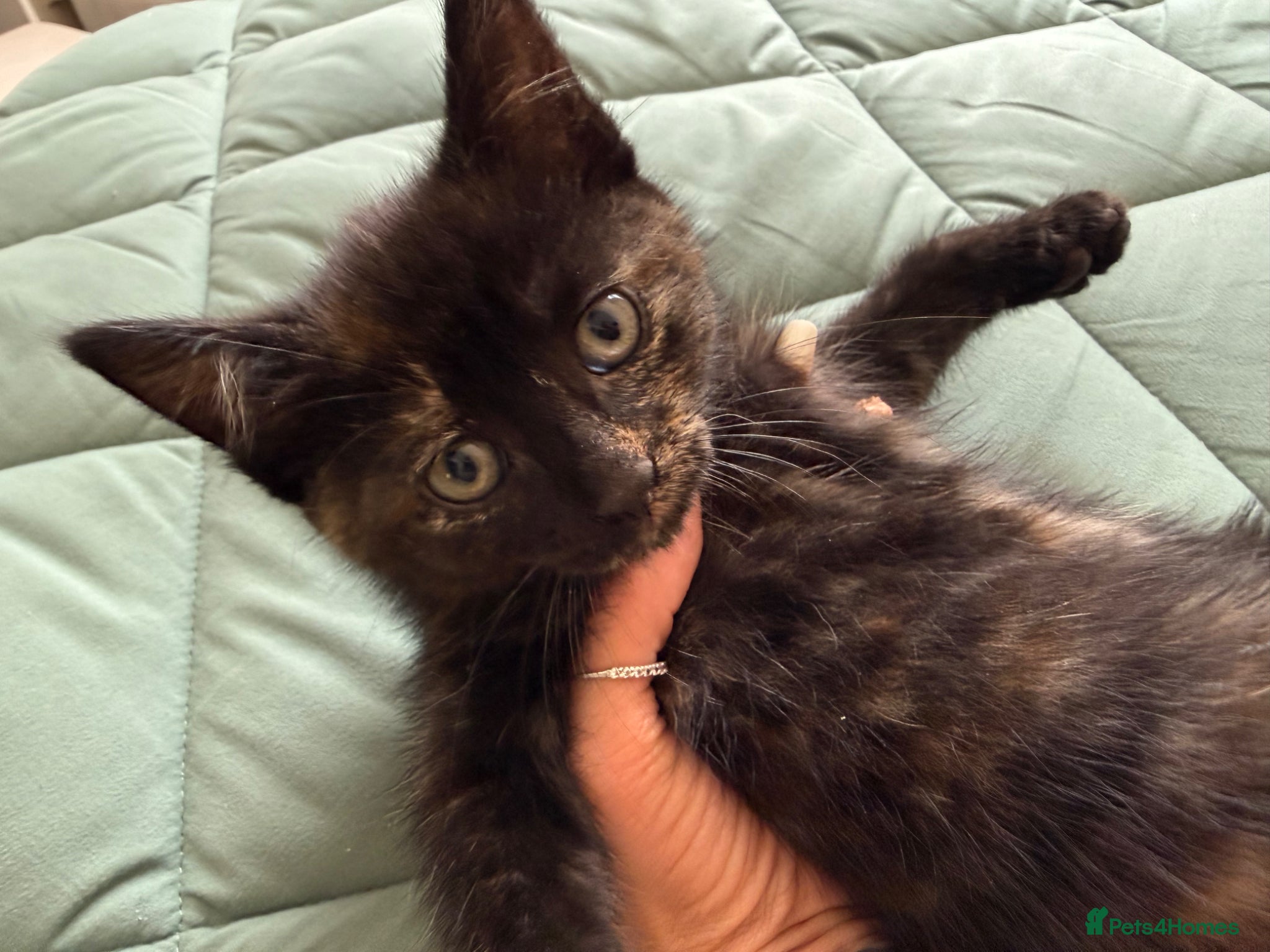 Mixed Breed Kitten 3