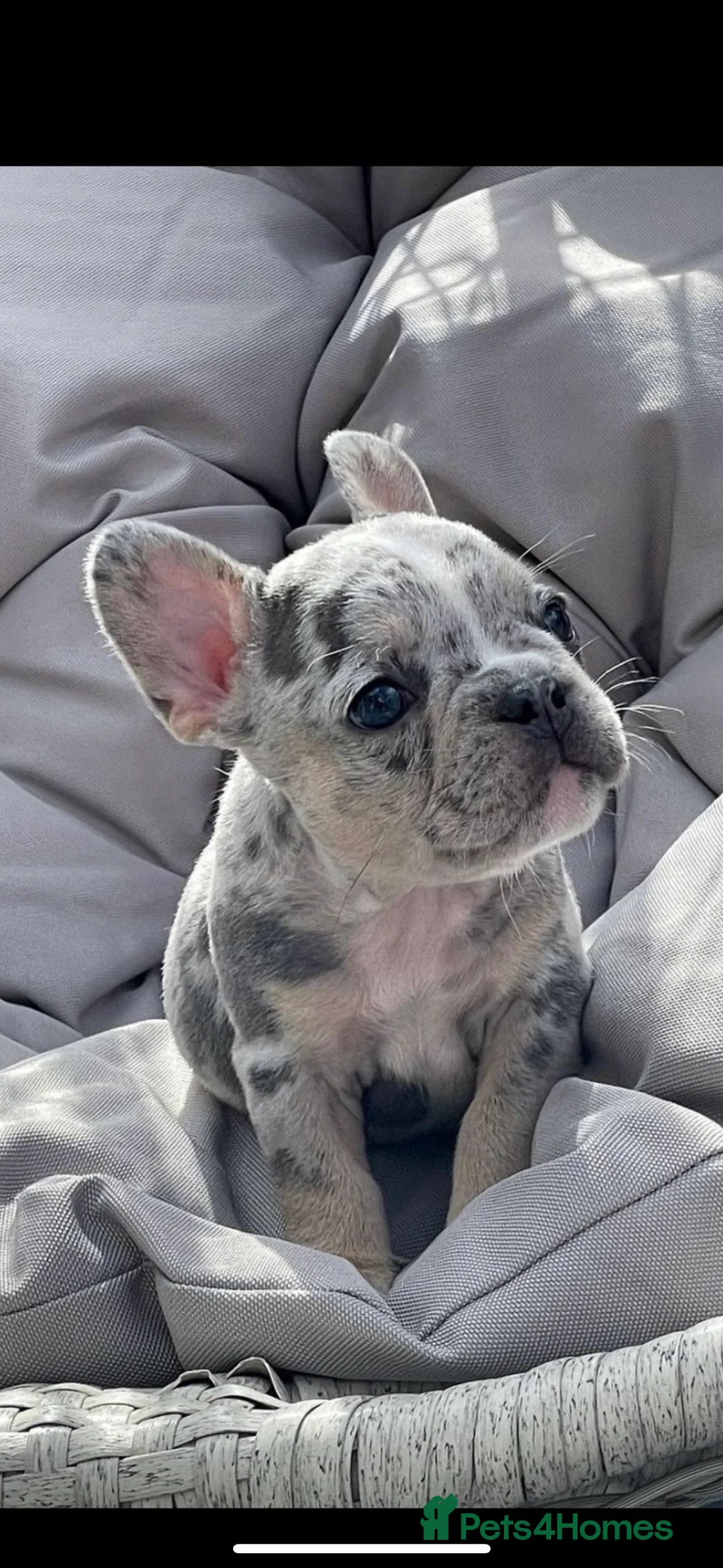 French Bulldog dogs for sale: *REDUCED*❤️‍🔥 - Advert 13