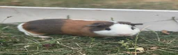 Guinea Pig rodents for sale: Guinea pigs looking for forever homes  - Advert 5