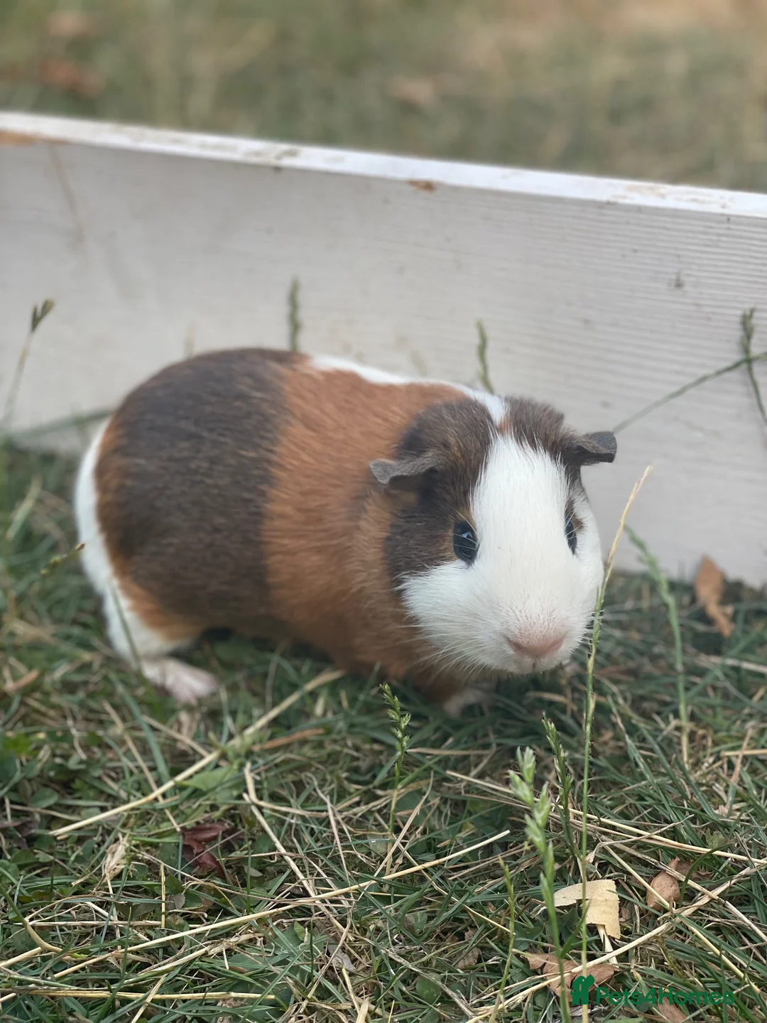 Guinea Pig rodents for sale: Guinea pigs looking for forever homes  - Advert 5