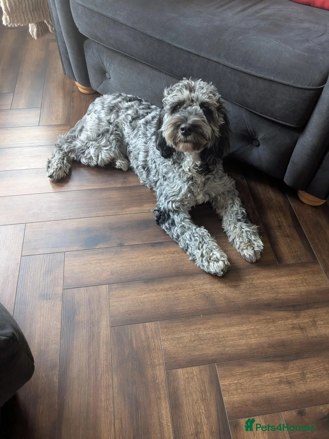 Cockapoo dogs for sale: Merlin in Hinckley - Advert 6