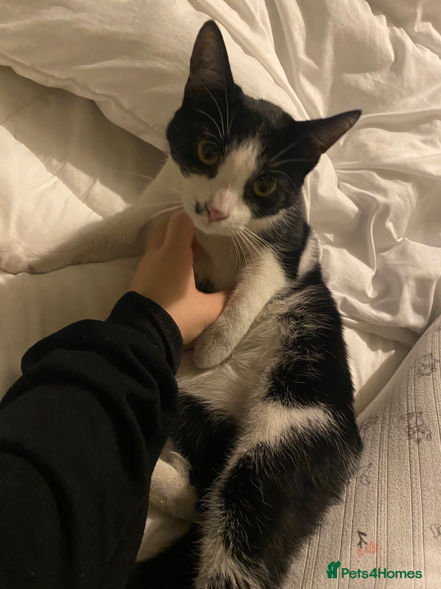 Domestic Shorthair cats Mia, 1 year old short haired domestic  - Advert 1