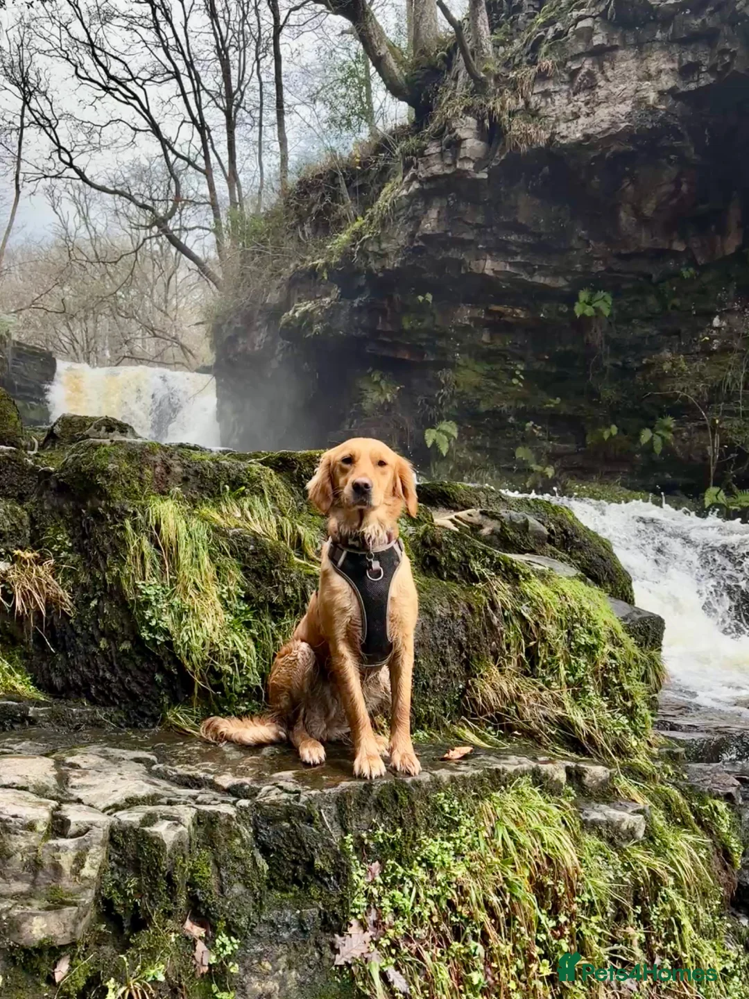 Golden Retriever dogs for sale: KC registered Golden Retrievers  - Advert 2