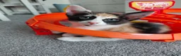 Mixed Breed cats for sale: Lovely kittens looking for forever home - Advert 7