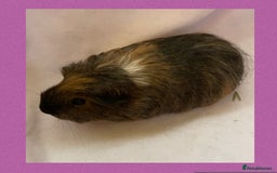 Guinea Pig rodents for sale: Female baby guinea pigs  - Image 3