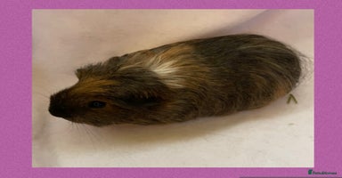 Guinea Pig rodents - Advert 15