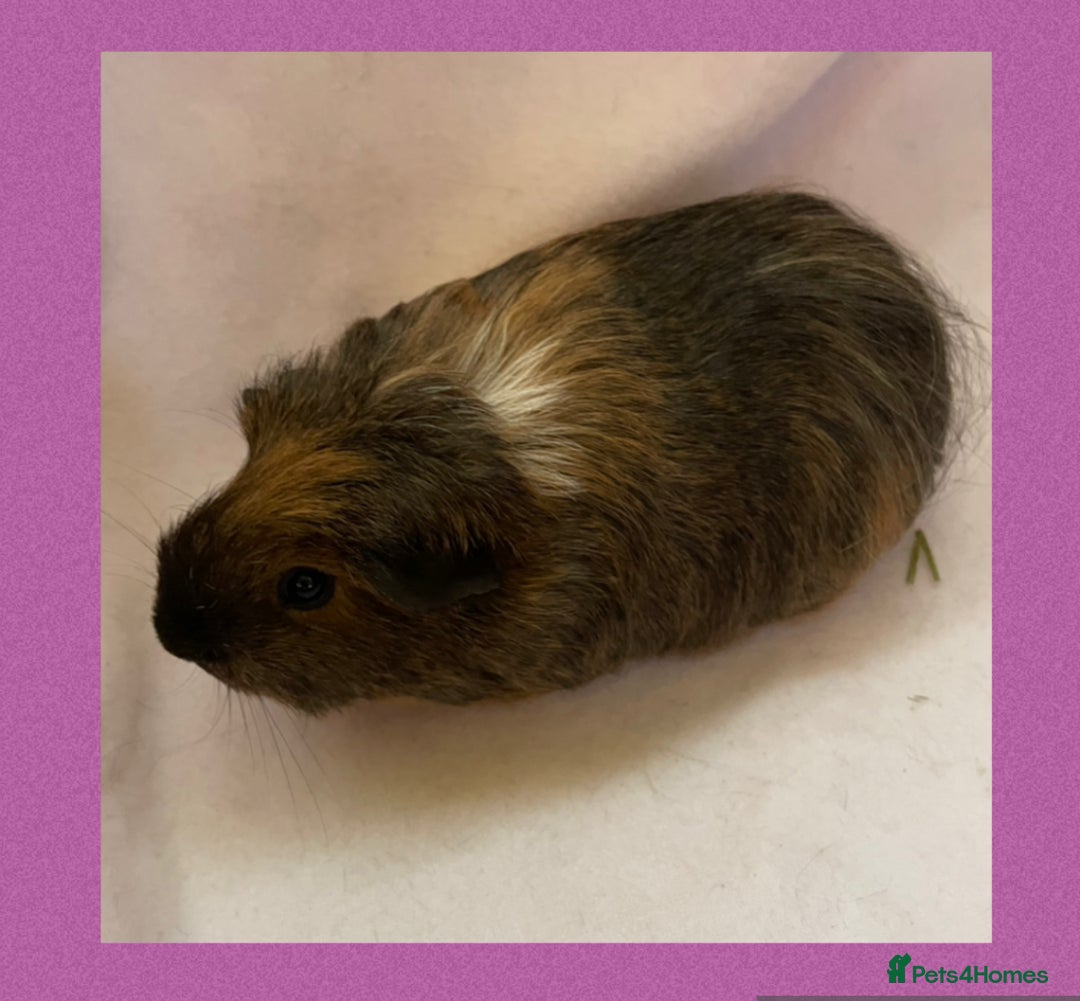 Guinea Pig rodents for sale: Female baby guinea pigs  - Image 3