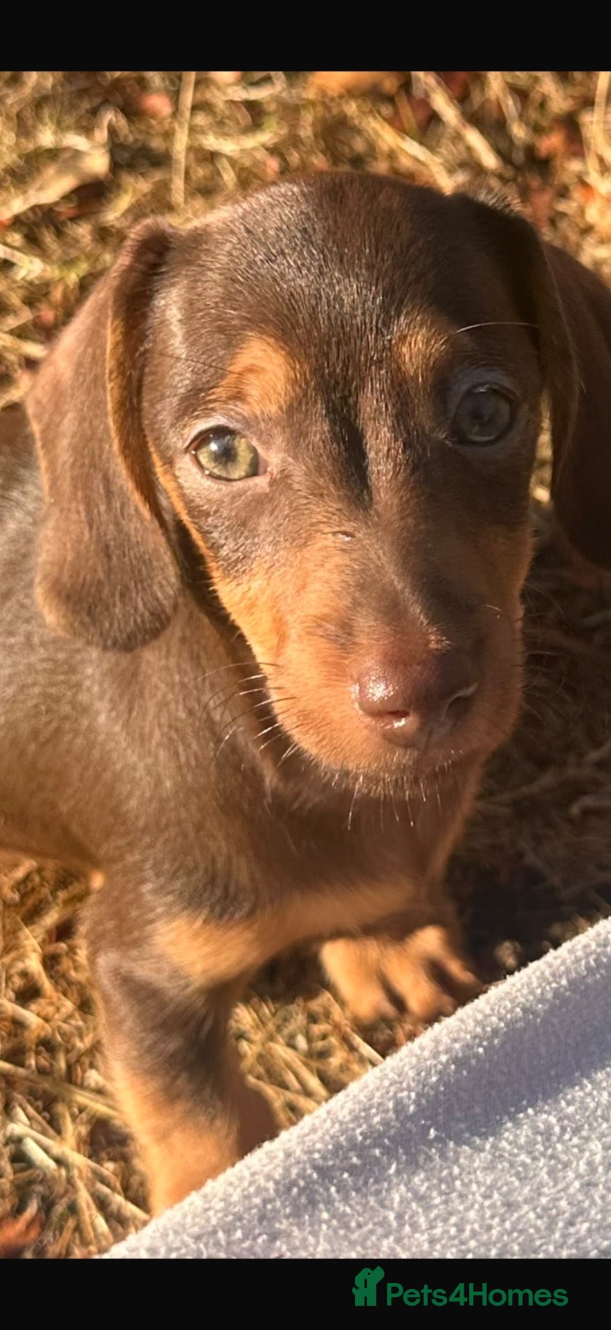 Miniature Dachshund dogs Stunning true to type miniature dachshunds  - Advert 15
