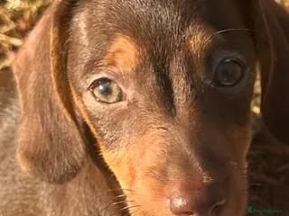 Miniature Dachshund dogs Stunning true to type miniature dachshunds - Advert 15