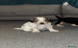 Cockapoo dogs for sale: Cockapoo puppies  - Image 5