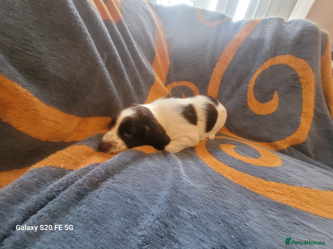 Sprocker dogs for sale: Sprocker pups  - Advert 9