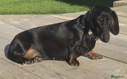 Miniature Dachshund dogs for sale: Miniature dachshund female - Image 12