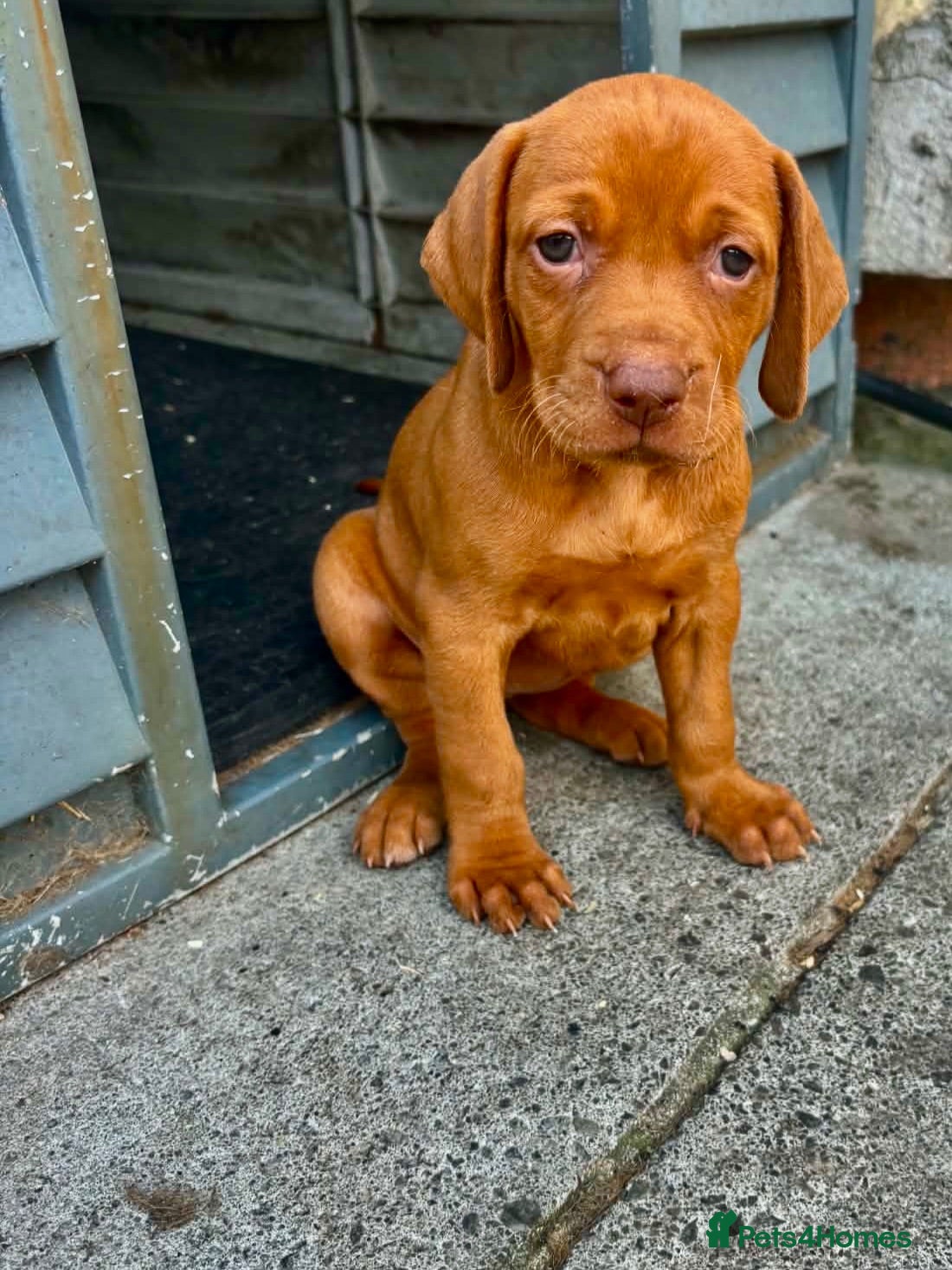 Hungarian Vizsla dogs Hungarian viszla puppies  - Advert 1