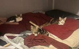 Domestic Shorthair cats for sale: Last Kitten :( - Image 6