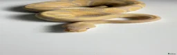 Python Snake reptiles for sale: Candy-GHI-66% het Pied Female - Advert 13