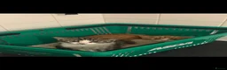 Mixed Breed cats for sale: 2 male kittens Left in Dudley - Advert 3
