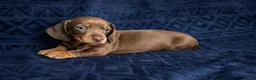 Miniature Dachshund dogs for sale: 🐾 Dapple Boy Newly Available! 🐾 - Advert 8