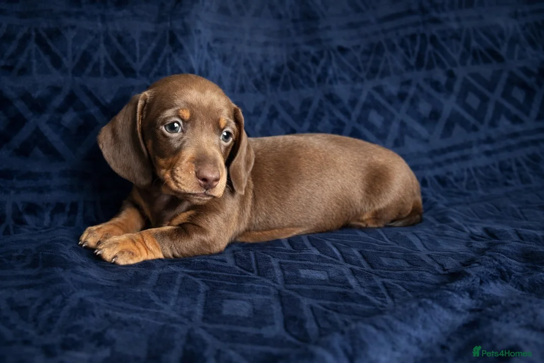 Miniature Dachshund dogs for sale: 🐾 Dapple Boy Newly Available! 🐾 - Advert 8