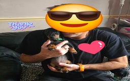 Miniature Dachshund dogs for sale: Minature Dachshund Puppy - Image 23