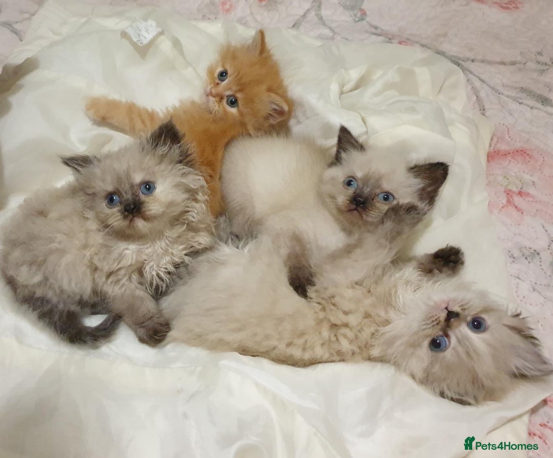 Mixed Breed cats for sale: Ragdoll X Persian kittens  - Image 12
