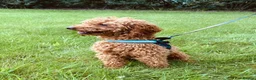 Cavapoo dogs for sale: Stunning F1 Cavapoo boys, KC parents - Advert 10