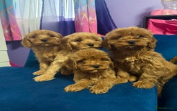 Cavapoo dogs for sale: Ready to go🏡 ONLY girls !  - Image 6