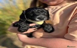 Cockapoo dogs for sale: Cockapoo puppies - Image 12