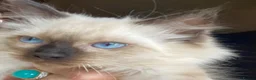 Ragdoll cats for sale: Adorable purebred Ragdolls  - Advert 11