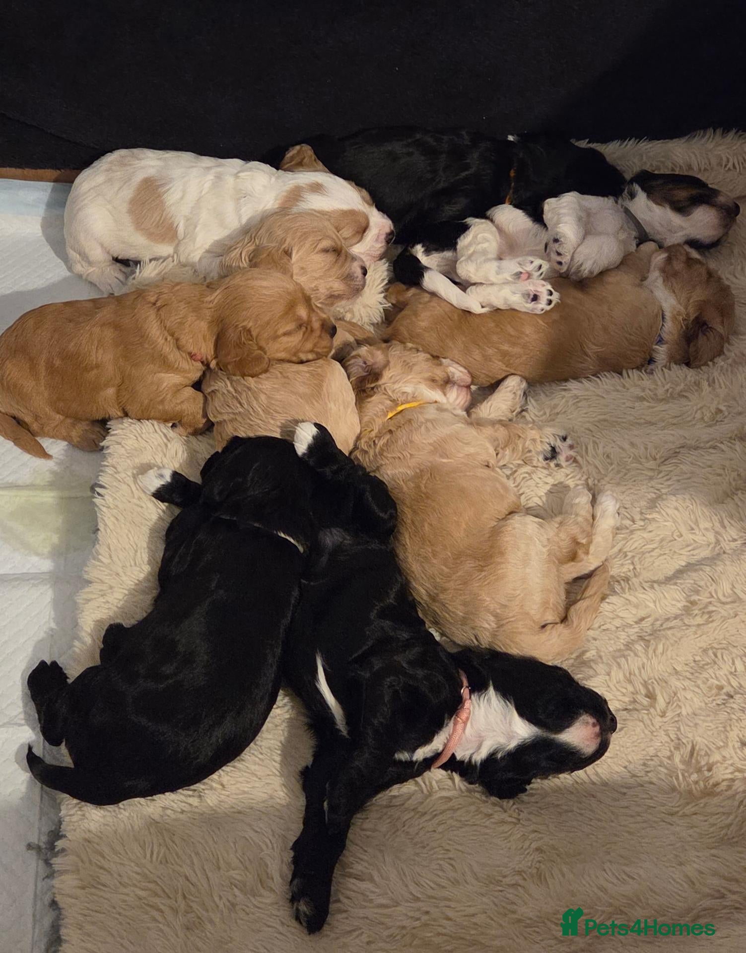 Mixed Breed dogs for sale: 9 Sprocker/Australian labradoodle puppies - Advert 14