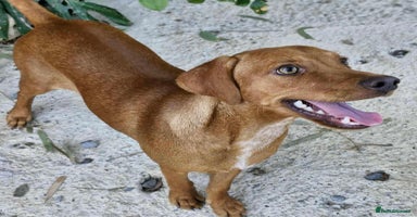 Mixed Breed dogs - Advert 6