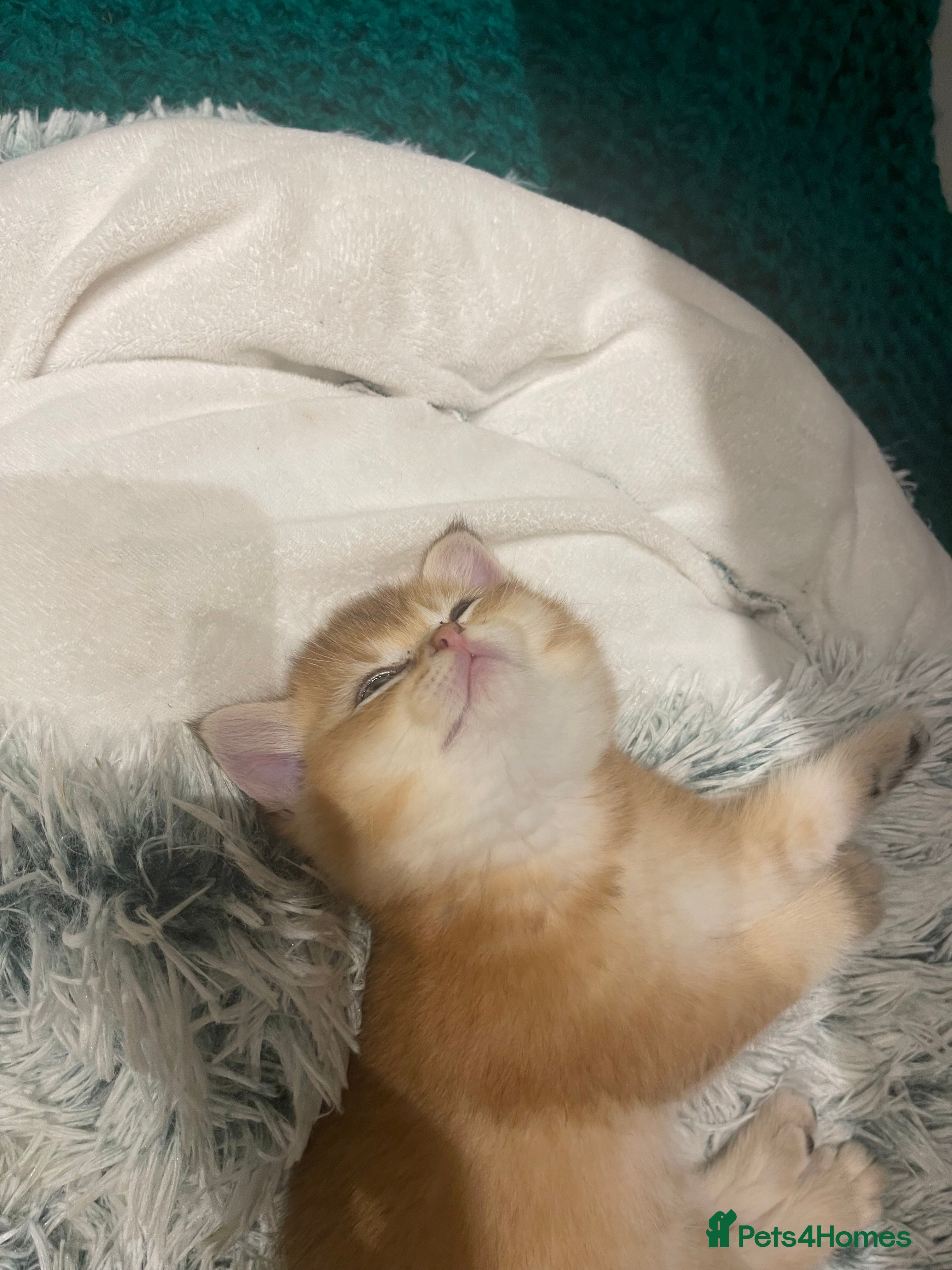 British Shorthair cats British shorthairs  - Advert 11