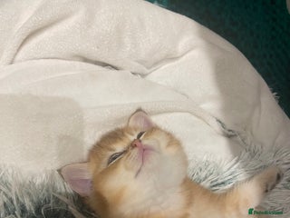 British Shorthair cats British shorthairs - Advert 11