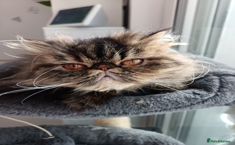 Persian cats - Advert 1