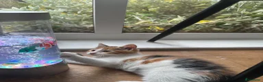 Domestic Shorthair 1
