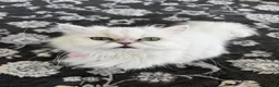 Persian cats for sale: Persian green/blue eyed  - Advert 3